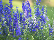 flowers-in-yard